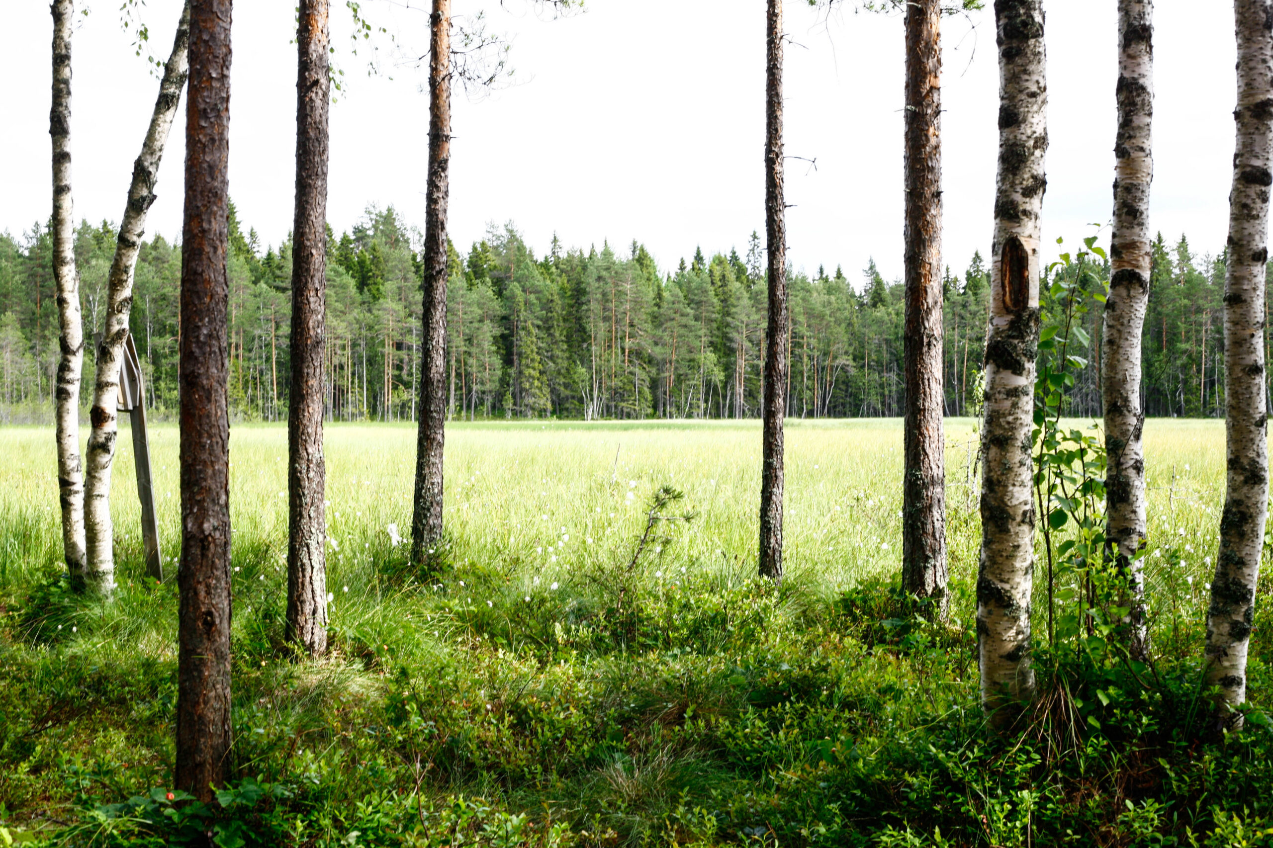 Field and trees